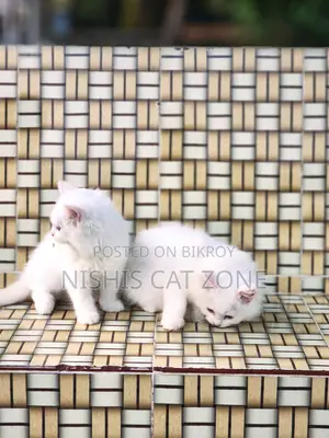 1-3 Months Female Purebred Persian
