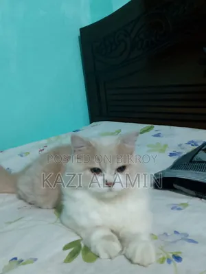 6-12 months Male Purebred Persian