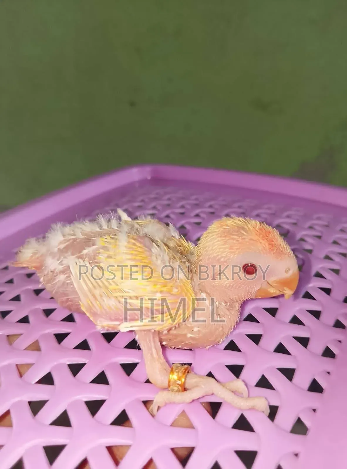 Tem Sije Kokatel O Love Bird