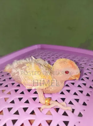 Tem Sije Kokatel O Love Bird