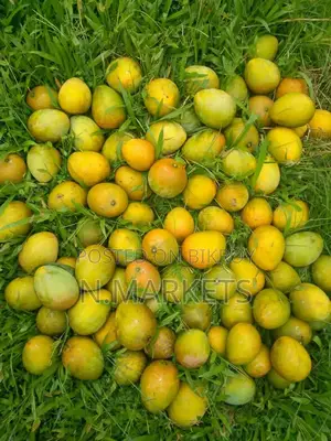 Haribhanga Mangoes