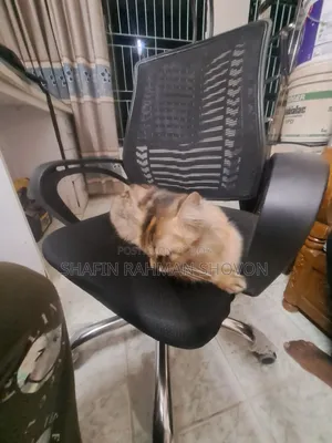 6-12 Months Female Mixed Breed Persian