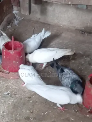Kagoji Pigeon