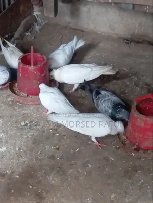 কাগজী কবুতর