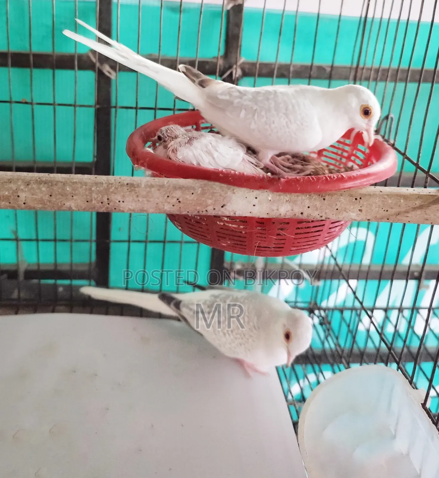 Crystal White Diamond Dove Master Pair with Chick