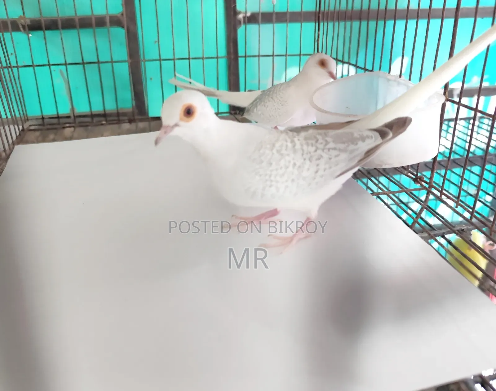Crystal White Diamond Dove Master Pair with Chick