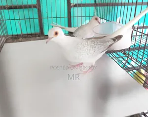 Crystal White Diamond Dove Master Pair with Chick