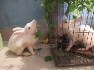 Two large rabbits, four babies.