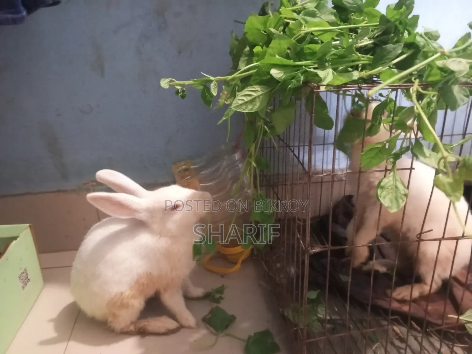 Two large rabbits, four babies.