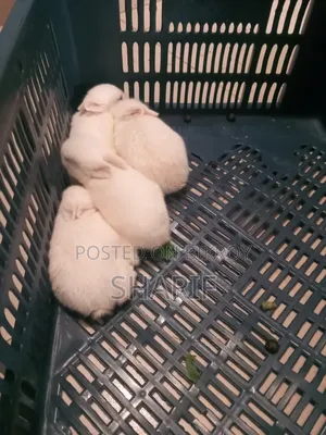 Two large rabbits, four babies.