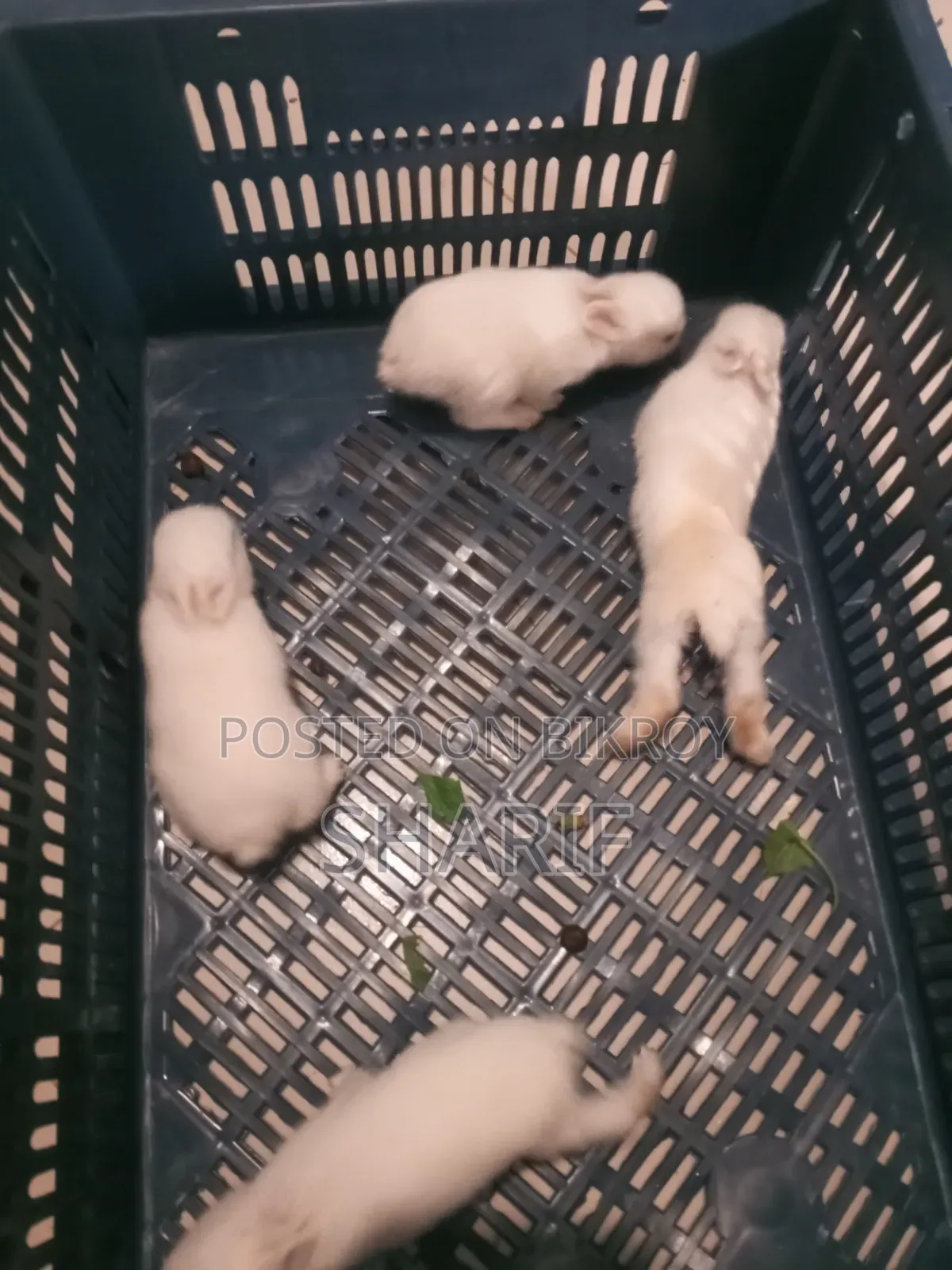 Two large rabbits, four babies.
