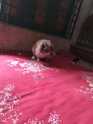 Lion Lop, a foreign breed rabbit for sale