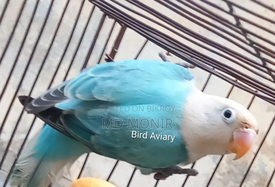 ব্লু ওপালিন ফিমেল