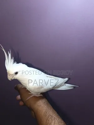 Albino Cockatiel Adult Male