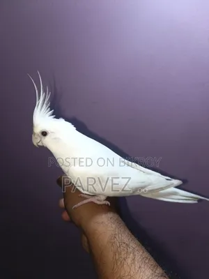 Albino Cockatiel Adult Male