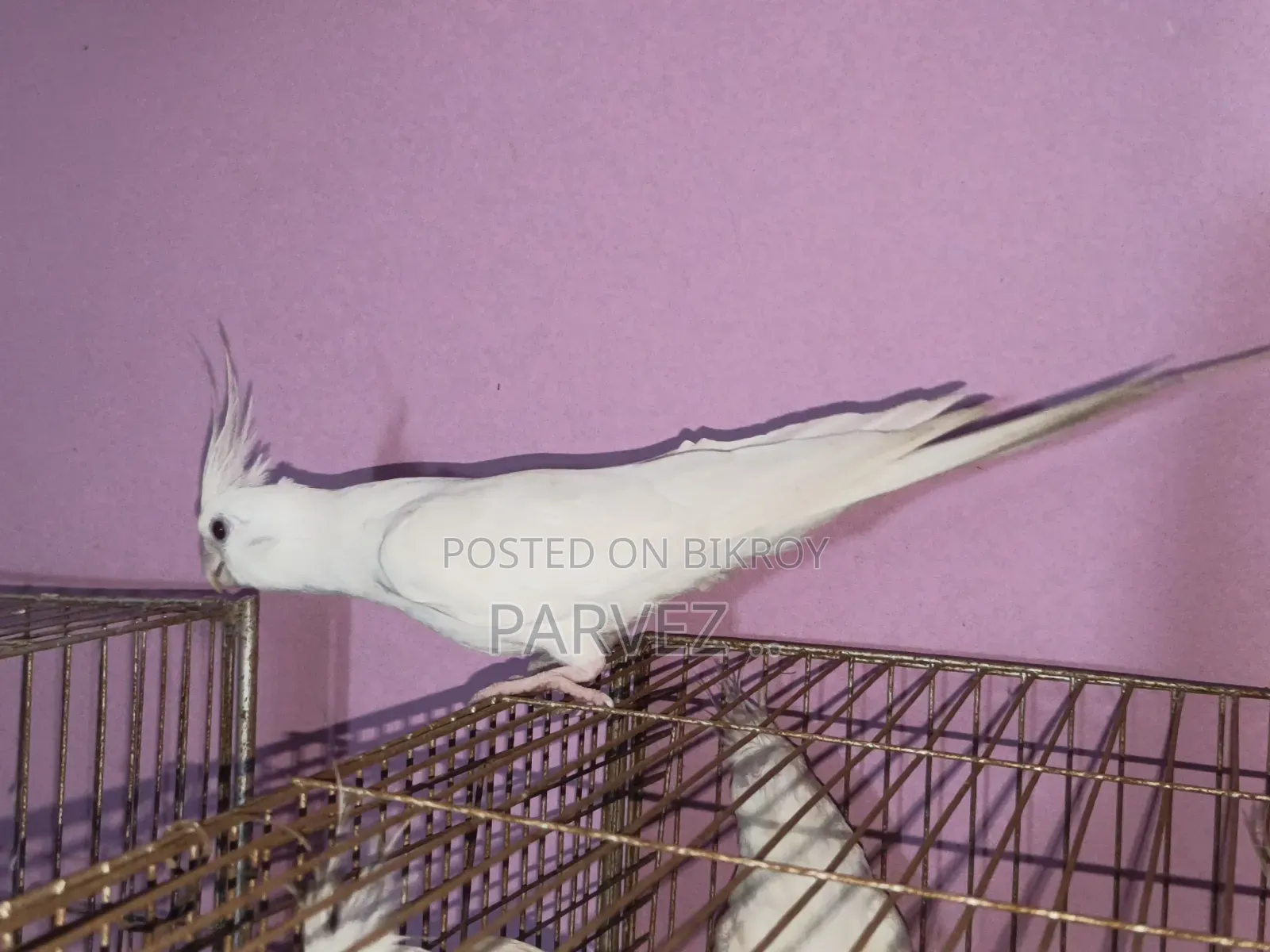 Albino Cockatiel Adult Male