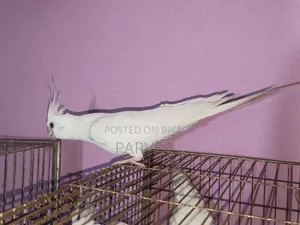 Albino Cockatiel Adult Male