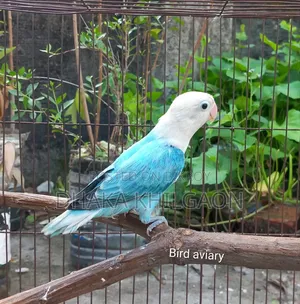 Blue Opaline Female