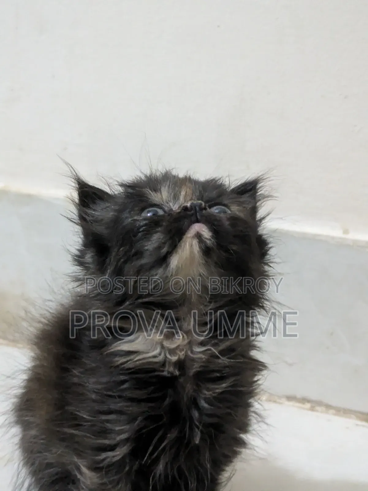 1-3 Months Female Purebred Persian
