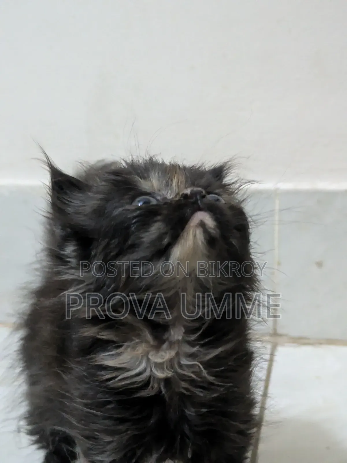 1-3 Months Female Purebred Persian