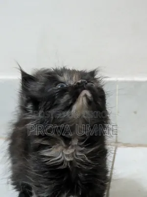 1-3 Months Female Purebred Persian
