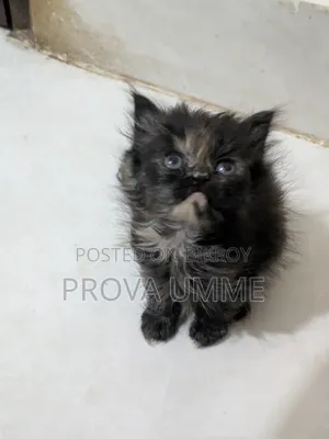 1-3 Months Female Purebred Persian