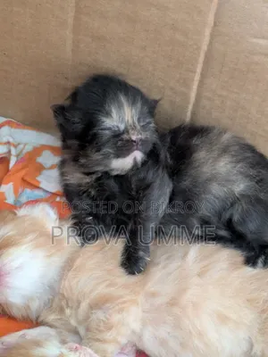 1-3 Months Female Purebred Persian