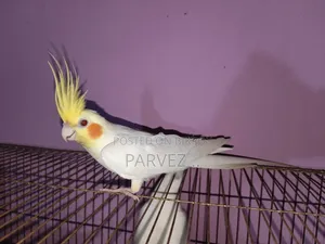 Lutino Cockatiel Male