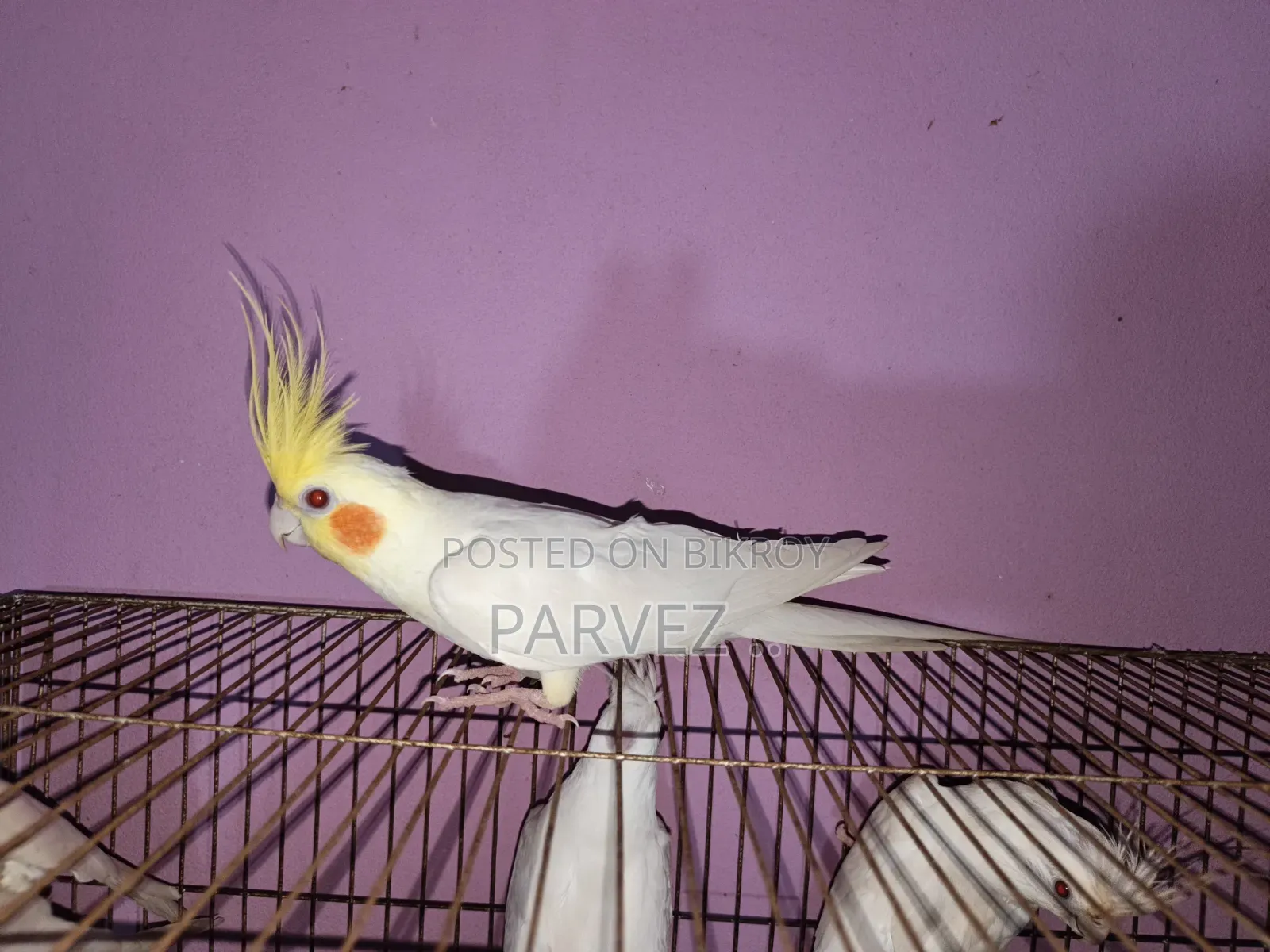 Lutino Cockatiel Male