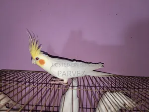 Lutino Cockatiel Male