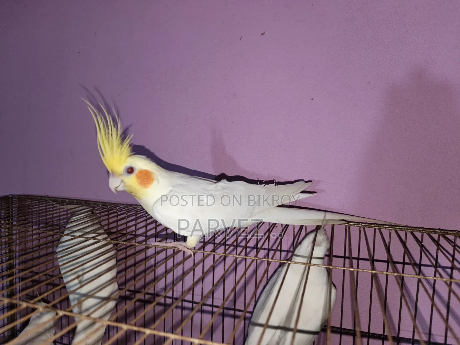 Lutino Cockatiel Male