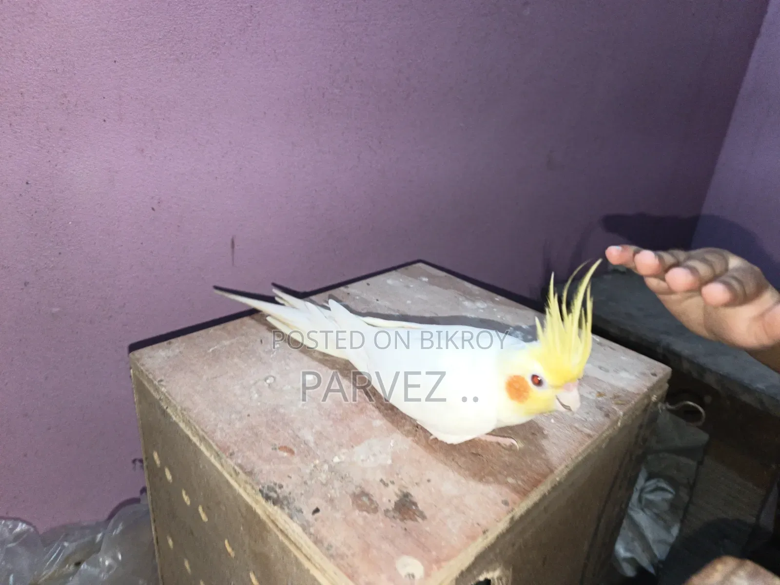 Lutino Cockatiel Male