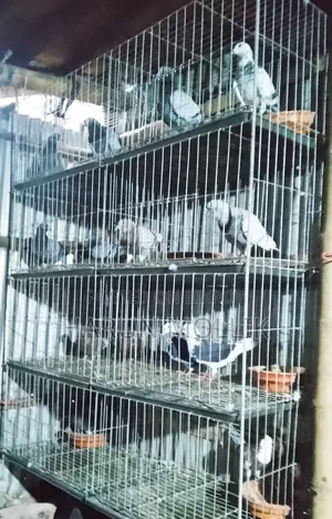 আট খোপ কবুতরের খাঁচা