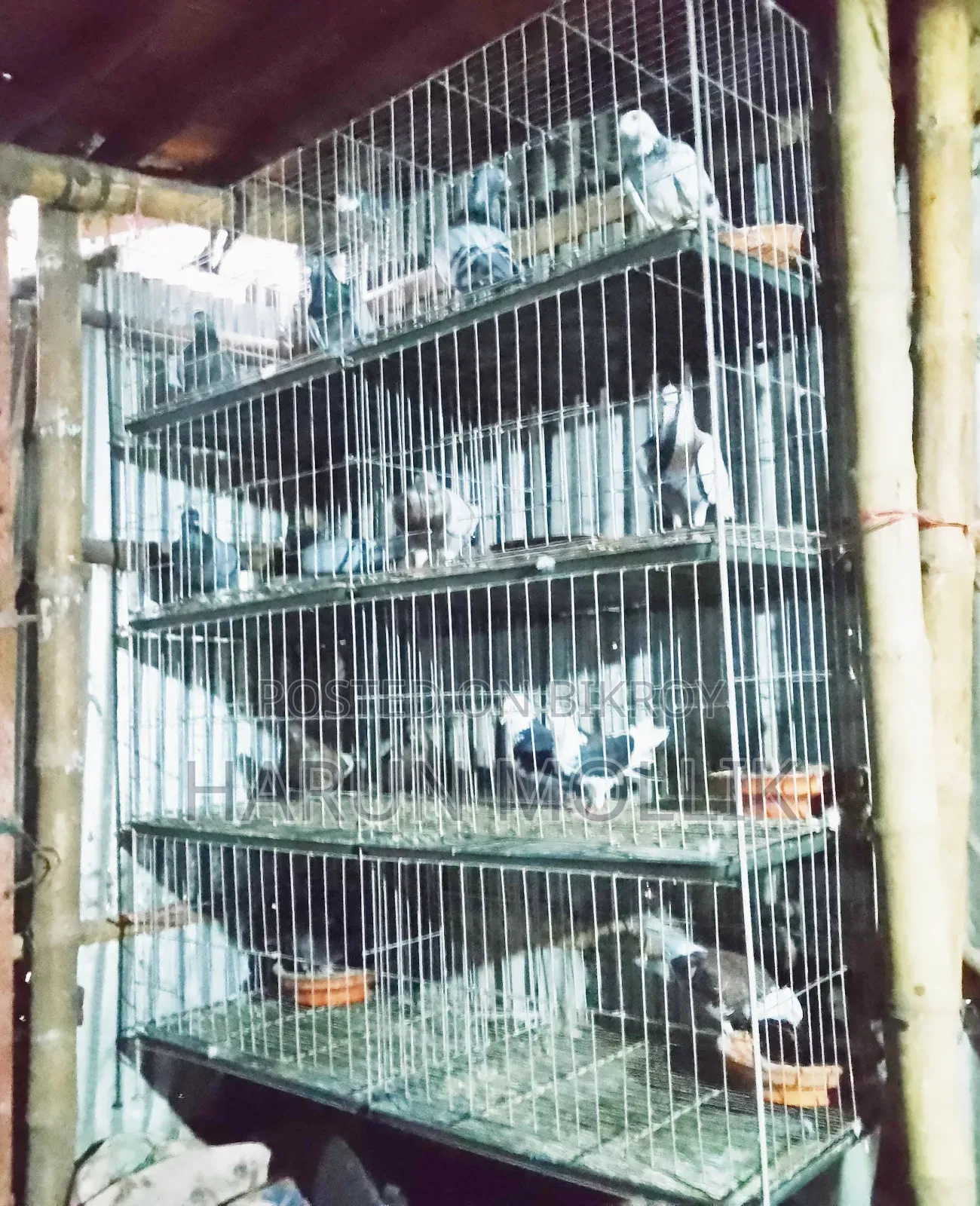 আট খোপ কবুতরের খাঁচা