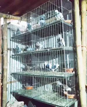 আট খোপ কবুতরের খাঁচা