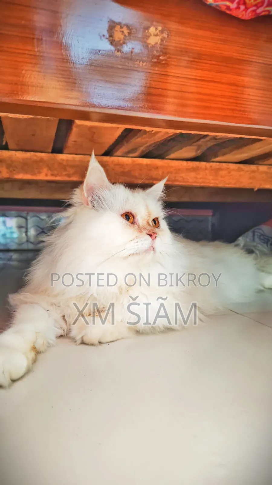 ১+ বছর বয়সী পুরুষ বিশুদ্ধ পার্সিয়ান বিড়াল