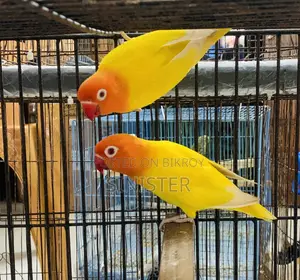 Love Bird Pair