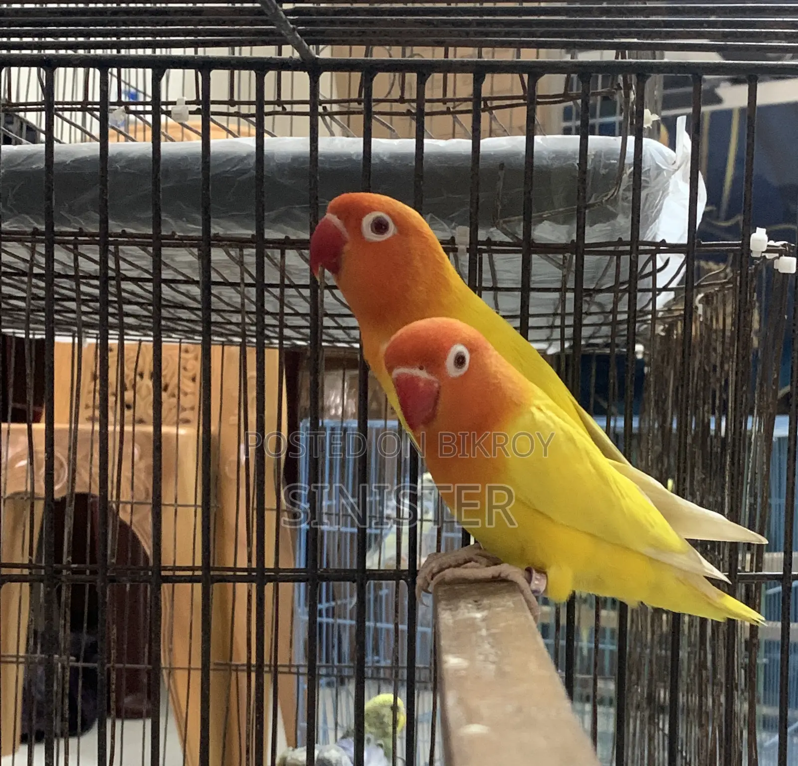 Love Bird Pair