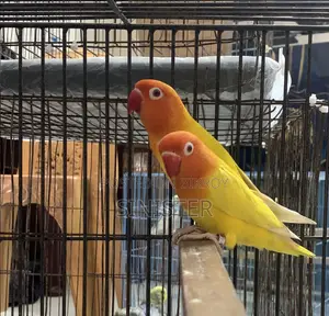 Love Bird Pair