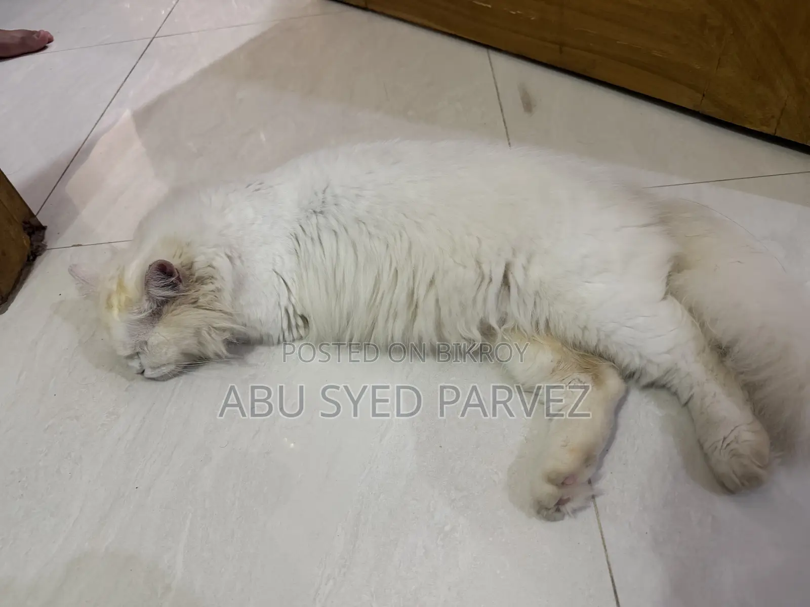 1+ Year Female Purebred Persian