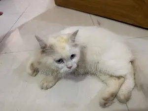 1+ Year Female Purebred Persian