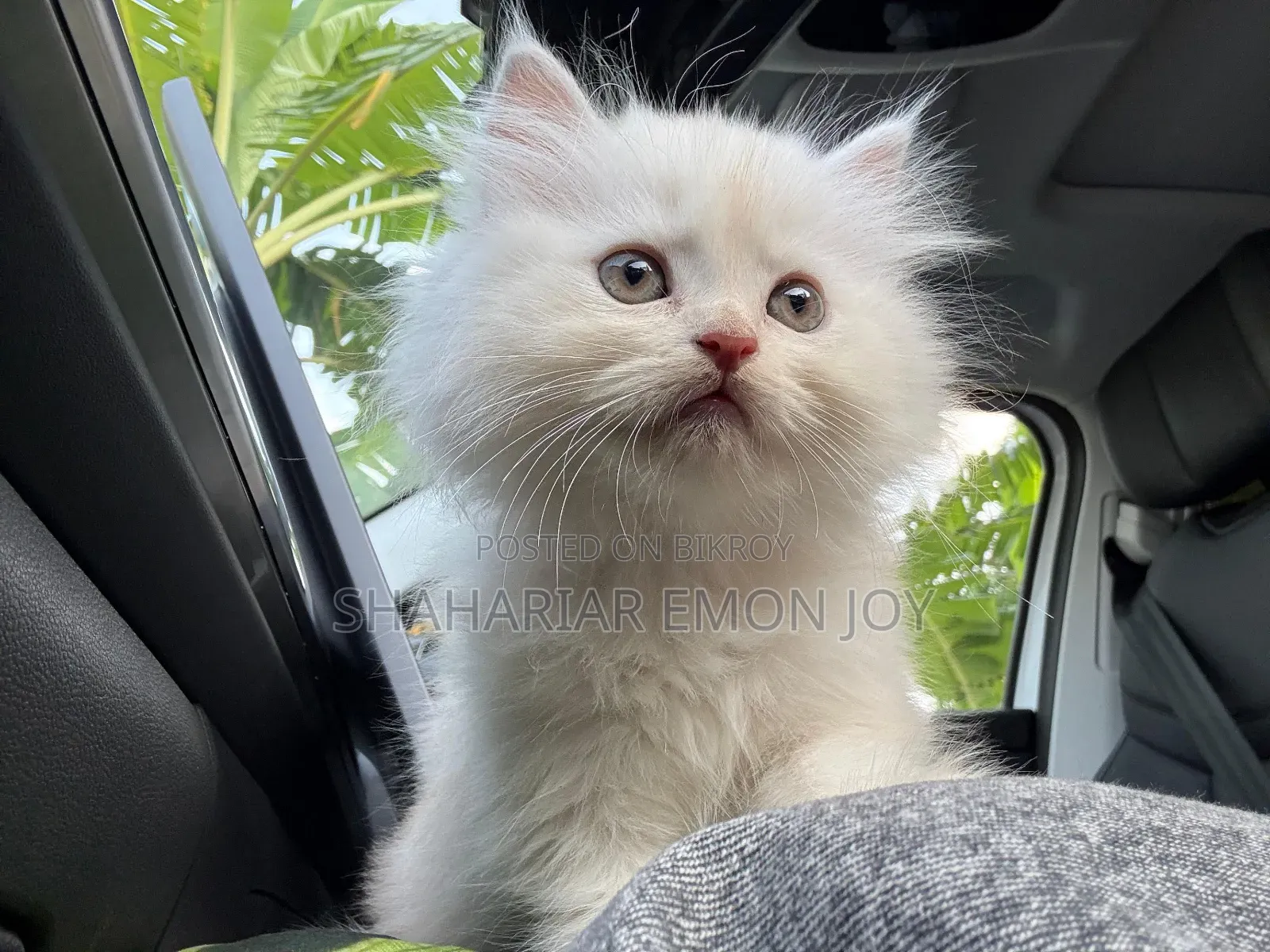 1-3 Months Male Purebred Persian