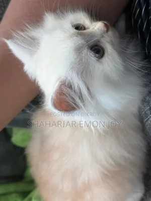 1-3 Months Male Purebred Persian