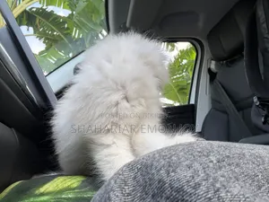 1-3 Months Male Purebred Persian