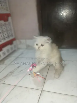 1-3 Months Male Purebred Persian