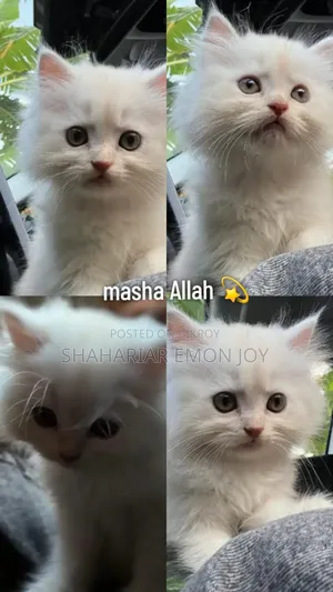 1-3 Months Male Purebred Persian