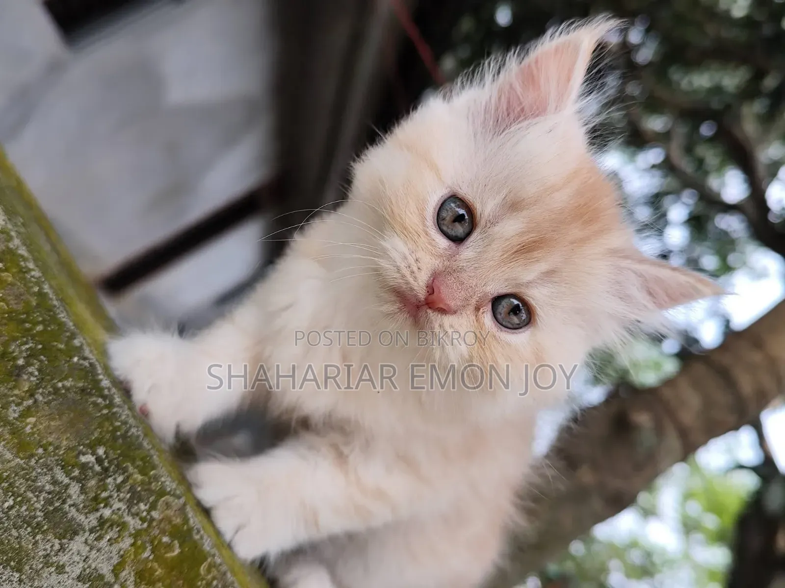 1-3 Months Male Purebred Persian
