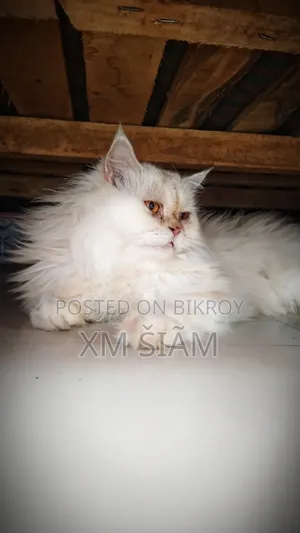 ১+ বছর বয়সী পুরুষ বিশুদ্ধ পার্সিয়ান বিড়াল