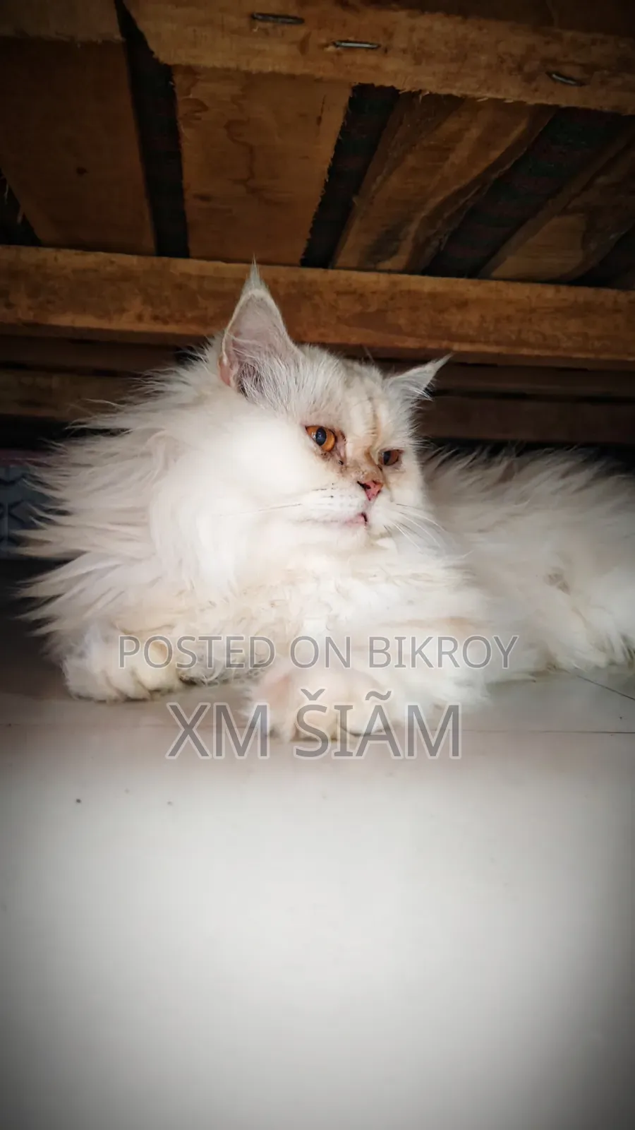 ১+ বছর বয়সী পুরুষ বিশুদ্ধ পার্সিয়ান বিড়াল