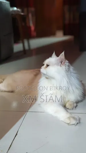 ১+ বছর বয়সী পুরুষ বিশুদ্ধ পার্সিয়ান বিড়াল